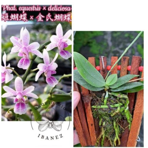 PHALAENOPSIS EQUESTRIS X DELICIOSA 