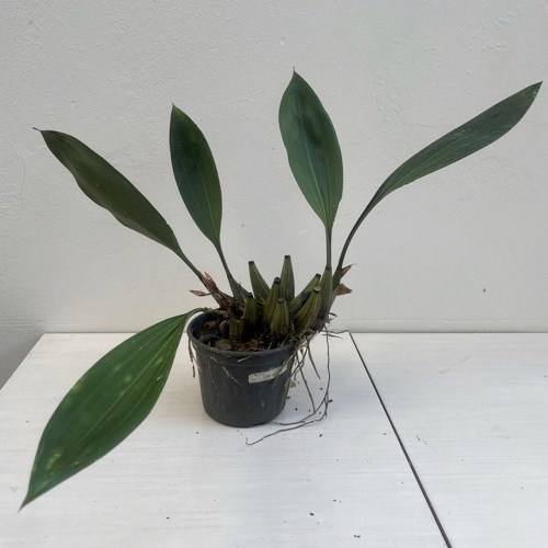 Orquídea Bifrenaria harrissoniana