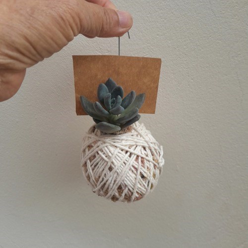 Kit 10 Mini Kokedamas de Suculentas Variadas