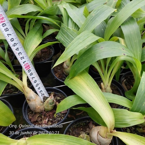 Mormodes Strawberry Fields - Adulto