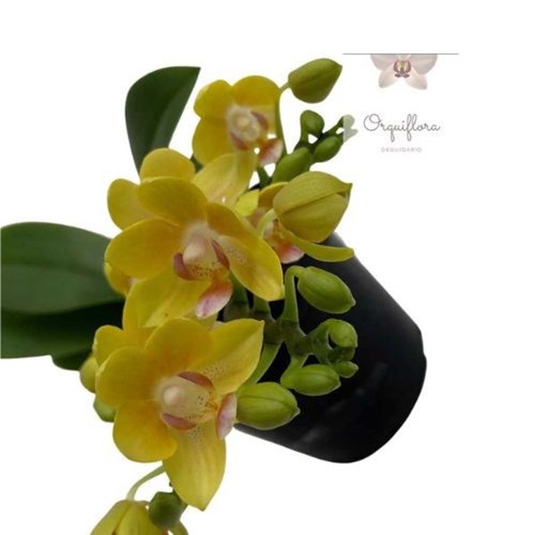Orquidea Phalaenopsis Joy Spring La Paz Planta Rara Importada