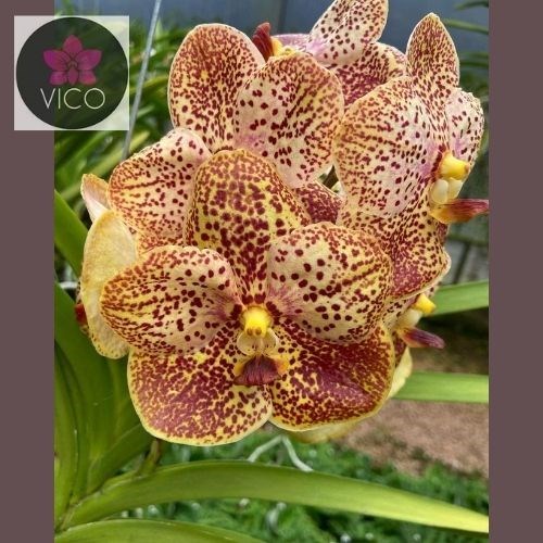 Orquídea Vanda Adisak Citrine