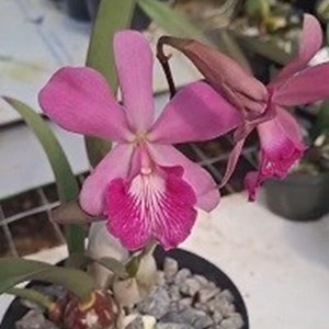 Registro Disponível: Hadrolaelia sincorana x Encyclia randii