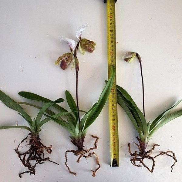 Orquídea Sapatinho Paphiopedilum insigne Planta Adulta - Orquiloja