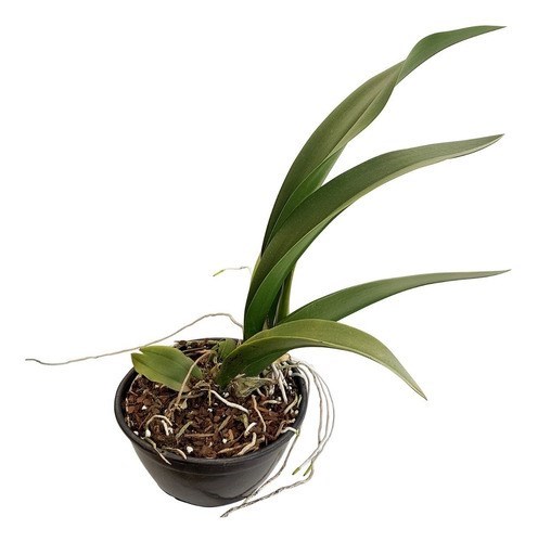 Orquídea Oncidium Windward Beauty Planta Adulta Folha Grande