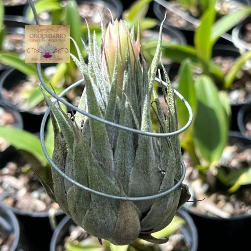 Tillandsia heubergeri Chapada Diamantina Tillandsia heubergeri #2