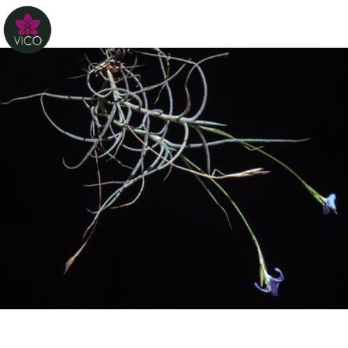 Tillandsia Coerulea
