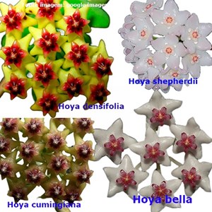 Combo Nº 4 Das Flores De Cera Pendentes - Mudas Enraizadas