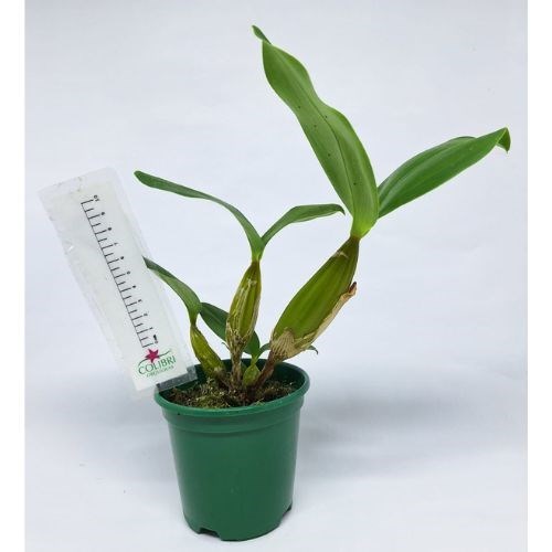 Orquídea Dendrobium polysema