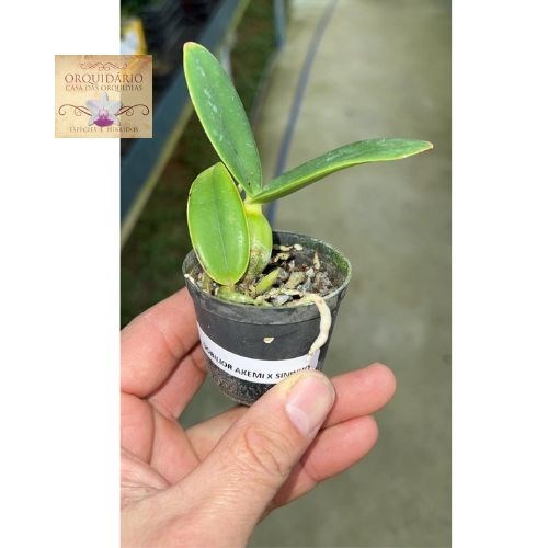 Orquídea Cattleya nobilior semi alba Akemi x Sininho s/a - Jovem