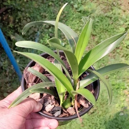 Orquídea Encyclia cordigera