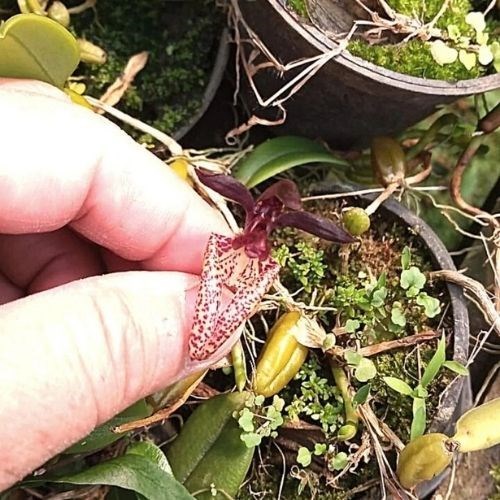 Orquídea Bulbophyllum brevicarpum (urubu tomando sol)