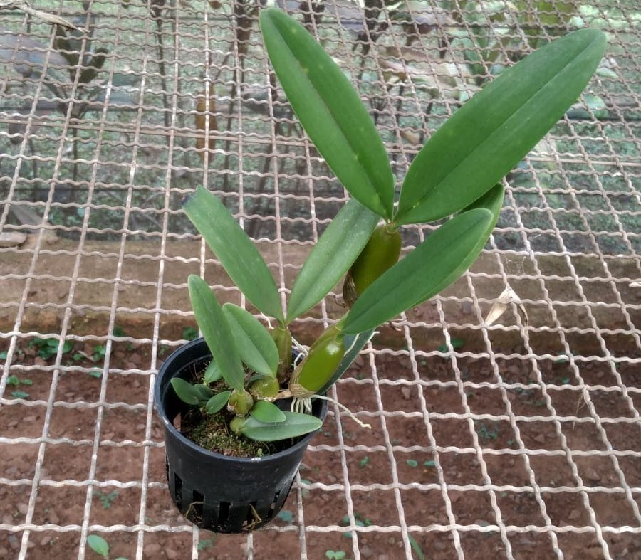 Bulbophyllum (rosthschildianum x blepharistes)