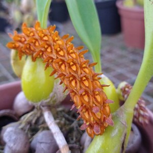 Orquídea Kit Especial de Bulbophyllum 