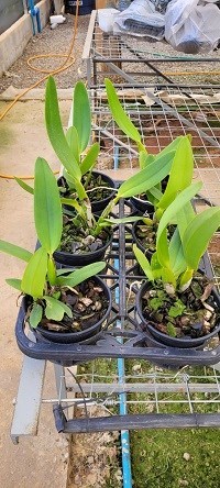 Cattleya labiata ( semi alba x semi alba tubular )