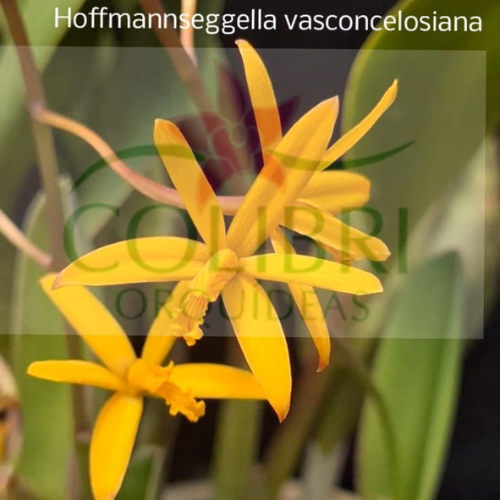 Orquídea Hoffmannseggella vasconcelosiana