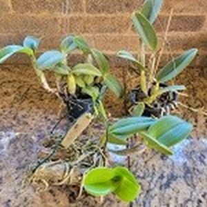 Combo com 03 plantas: Cattleya violacea, nobilior e walkeriana