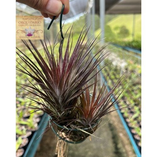 Tillandsia neglecta