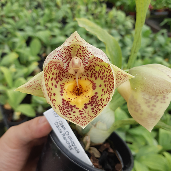 Catasetum Orchidglade 'Davie Ranches' - ADULTO - POTE 15