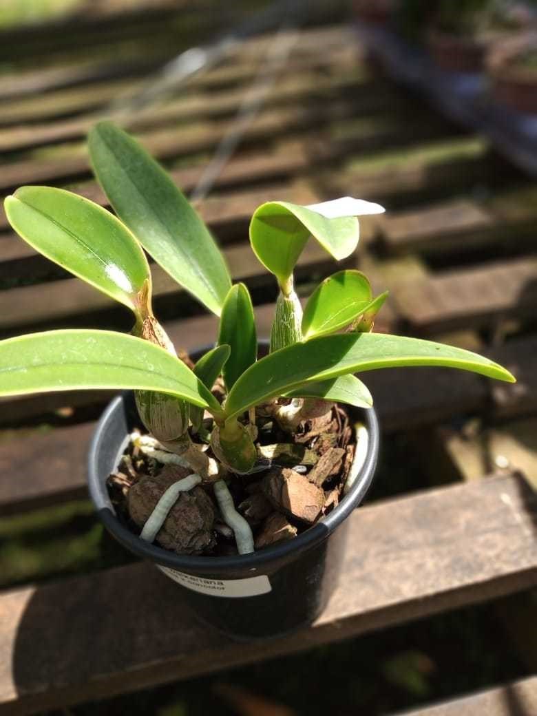Orquídea Cattleya walkeriana tipo