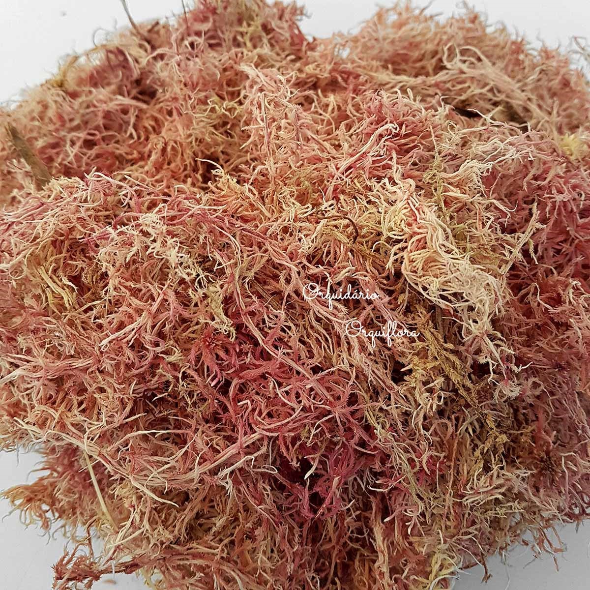 Musgo Sphagnum 5 Litros Substrato Para Plantas E Orquídeas