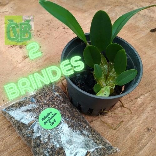 Kit Dendrobium 10 plantas + 2 Brindes 