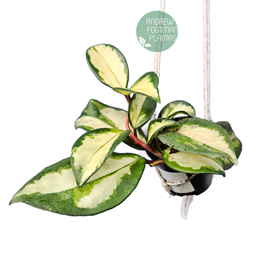 Combo das 4 carnosas - Flores de cera enraizadas