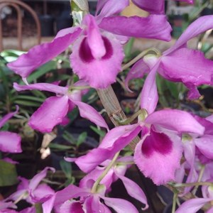 Dendrobium Anosmun (Roxo Variado)