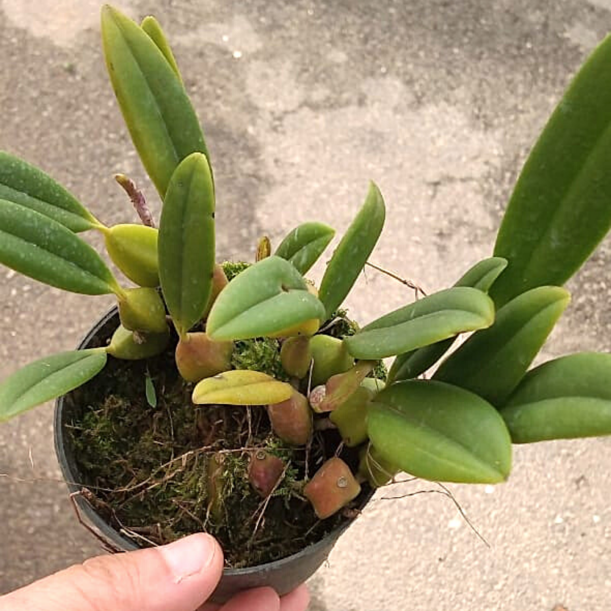 Orquídea Bulbophyllum miniatum