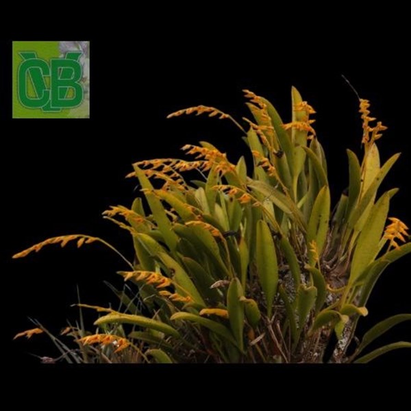 Orquídea Pleurothallis glumacea - 2763 - Orquiloja