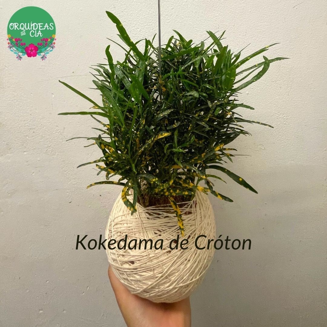 Kokedama de Croton
