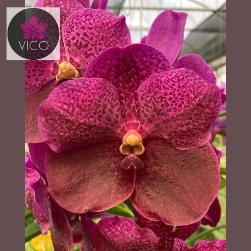 Orquídea Vanda Tawesuka x Vanda Blitz Hearthrob