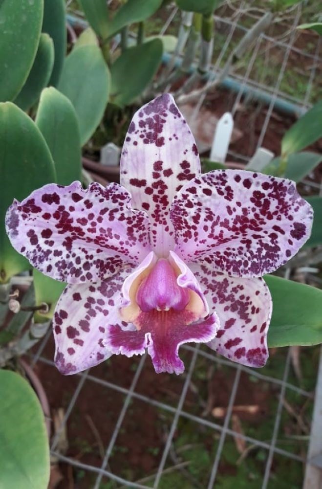 Orquidea C. Durigan Aquarius