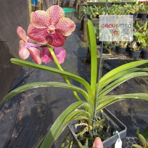Vanda Jairak  Brown (Pré-Adulta)
