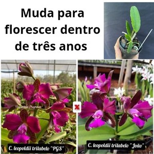 Orquídea Cattleya leopoldii "trilabelo" (muda)