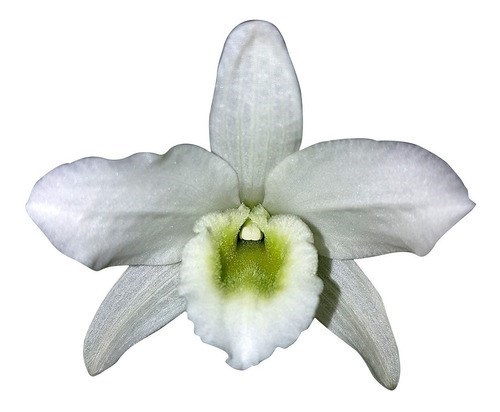 Orquídea Dendrobium Spring Dream Apollon Planta Adulta Flor Branca