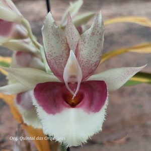 Catasetum faustoi-pileatum - Adulto