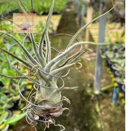 Tillandsia pruinosa