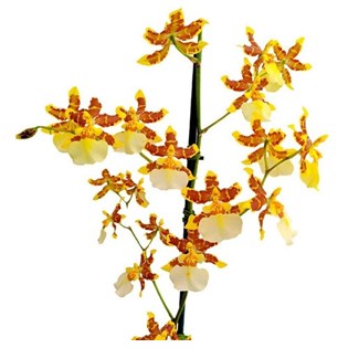 Orquideas Dama Dançante Oncidium sphacelatum ! Planta Adulta - Orquiloja
