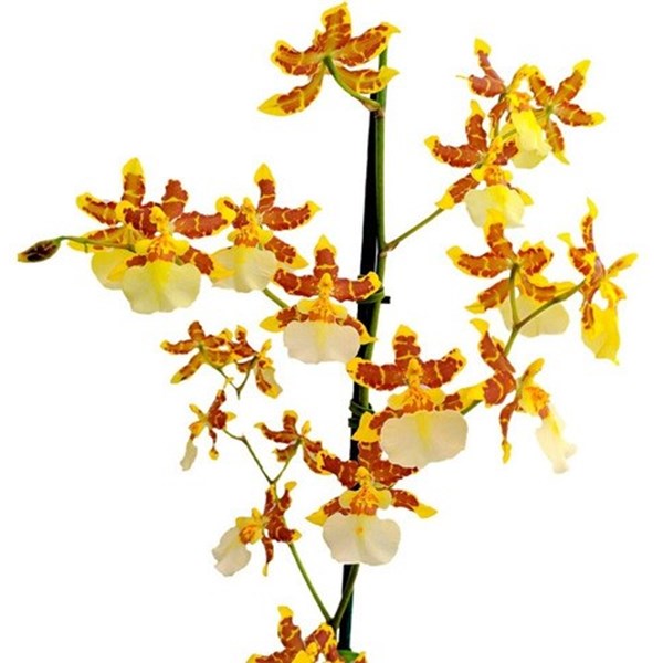 Orquideas Dama Dançante Oncidium sphacelatum ! Planta Adulta - Orquiloja