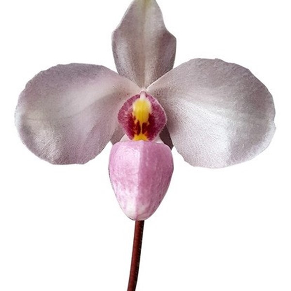 Orquídea Sapatinho Paphiopedilum delenatii Planta Adulta - Orquiloja