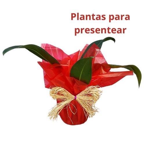 Folhagem Pacova para Presente Dia das Mães 