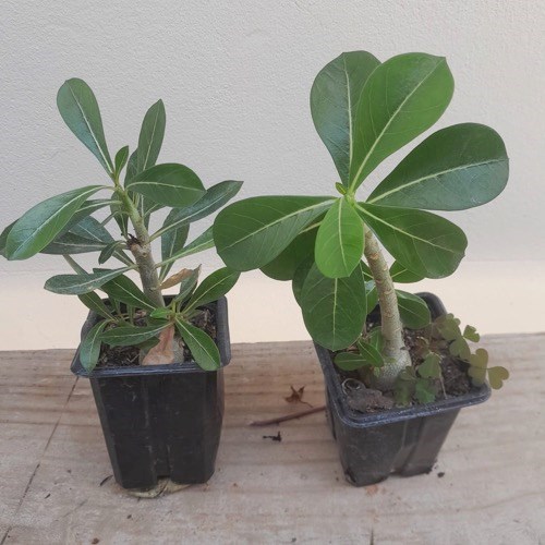 Rosa do deserto (cores variadas)