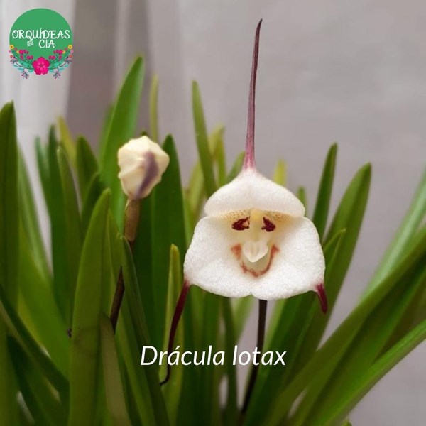 Orquídea Drácula lotax (cara de macaco) - Orquiloja