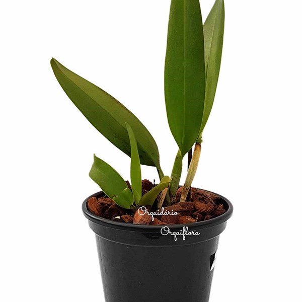 Muda Orquídea Cattleya Blc. Chunyeah Flor Amarela - Orquiloja