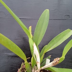 Orquídea Laelio Cattleya Canhamiana tipo