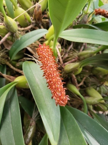 Orquídea Bulbophyllum crassipes Mudas Adultas Cortes 3 Bulbo
