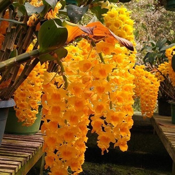 Orquídea Dendrobium densiflorum