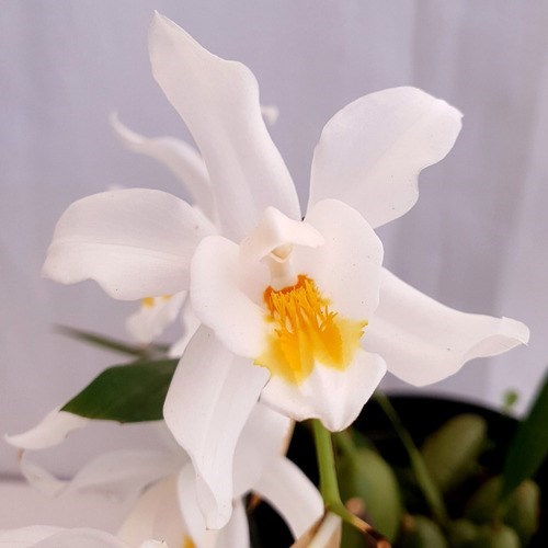 Orquídea Coelogyne cristata ! Com Vaso !