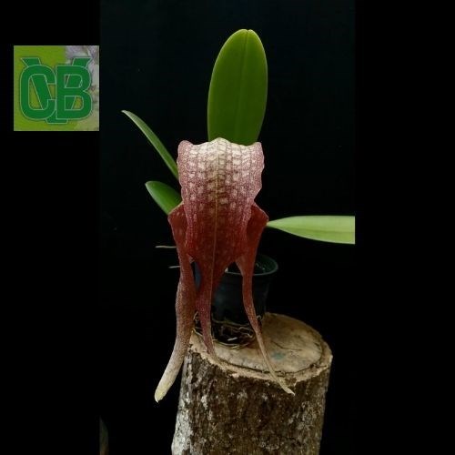 Bulbophyllum (grandiflorum X longisepalum) 
